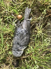 Dumetella carolinensis