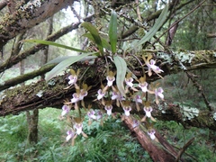 Sarcochilus australis