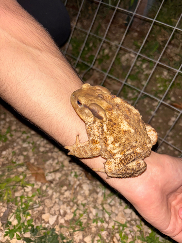 European Toad