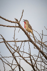 Rhodophoneus cruentus