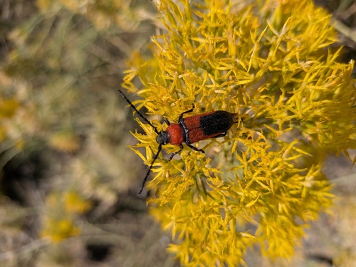 Red and Black Long-horned Beetle