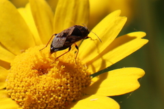 Trapezonotus ullrichi