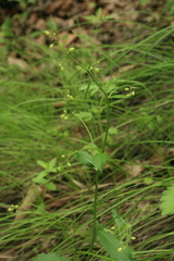 Adenophora divaricata