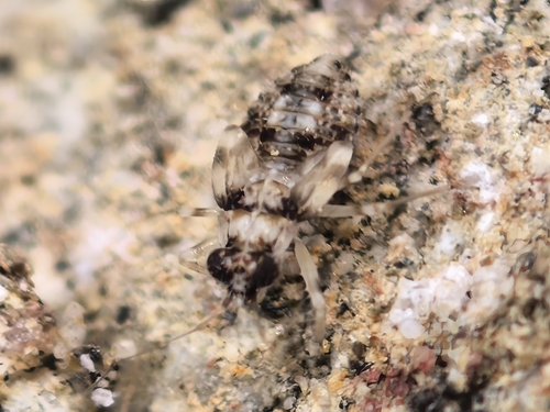 Leptopus marmoratus