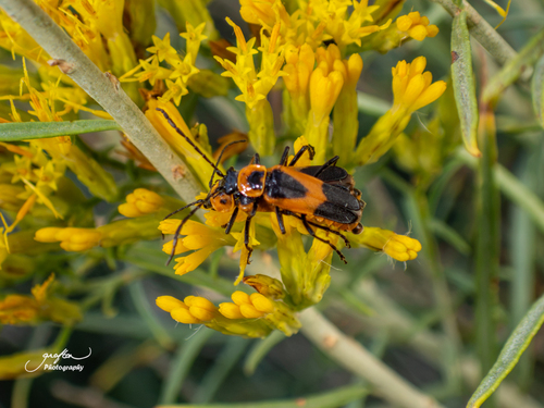Colorado Soldier Beetle
