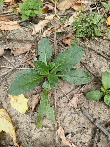 Ajuga genevensis, 2026-10-06