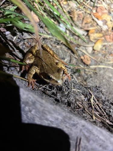 European Common Frog