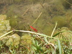 Crocothemis