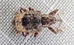 Conotrachelus elegans