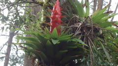 Tillandsia imperialis