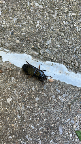 Horned Passalus Beetle