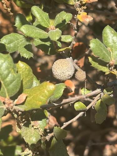 Burnettweldia washingtonensis seen in Sonoma Valley