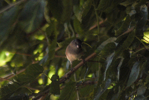 Dark-eyed Junco