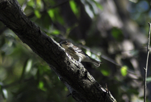 Yellow-rumped Warbler