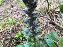 Ajuga pyramidalis