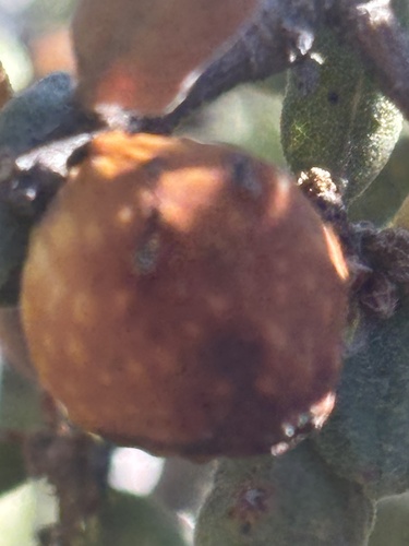 Beaked Twig Gall Wasp seen in Sonoma Valley