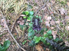 Ajuga pyramidalis