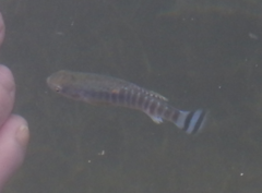 Aphaniops dispar