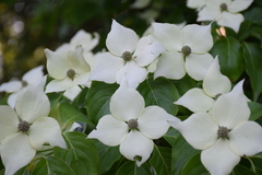 Cornus kousa