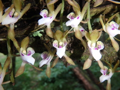 Sarcochilus australis
