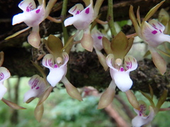 Sarcochilus australis