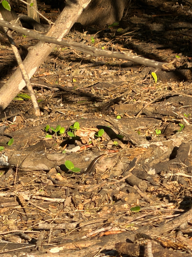Four-lined Skink