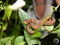 Pareas carinatus