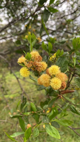 Acacia verniciflua observed 2026-10-01