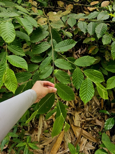 Elaeocarpus stipularis observed 2023-08-16