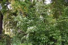 Cornus kousa