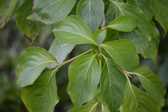 Cornus kousa