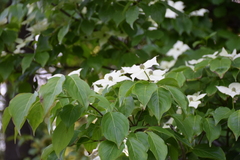 Cornus kousa