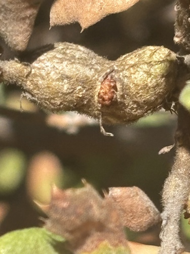 Irregular Spindle Gall Wasp seen in Sonoma Valley