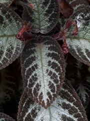 Episcia