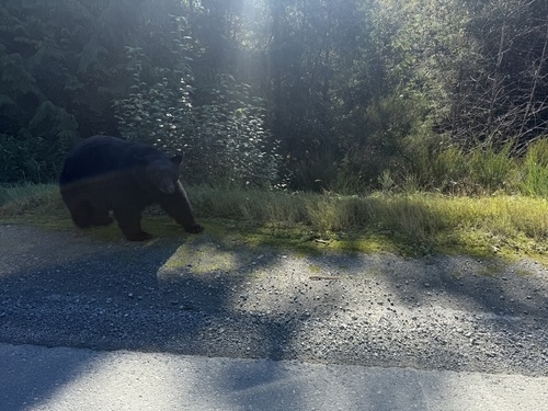 Black Bear sighting near W Coast Rd