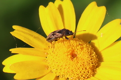 Trapezonotus ullrichi