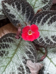 Episcia
