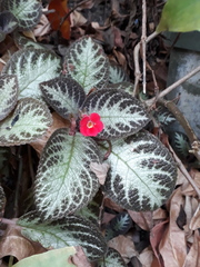 Episcia