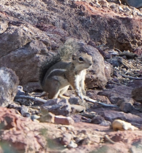 Harris' Antelope Squirrel observed by traipsinbiologist