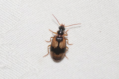 Lebia fuscata