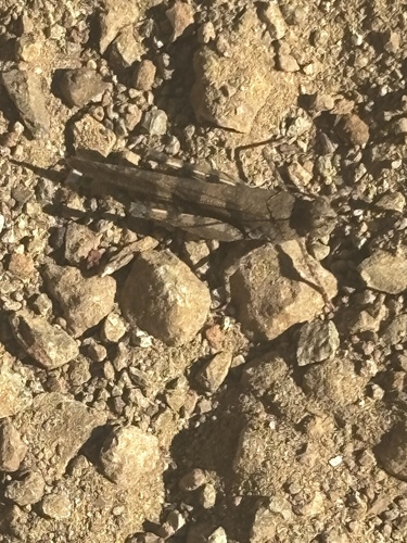 Fontana Grasshopper seen in Sonoma Valley