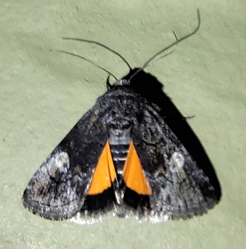 Copanarta aurea