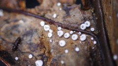 Flagelloscypha austrofilicis