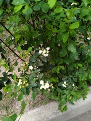 Spiraea × vanhouttei