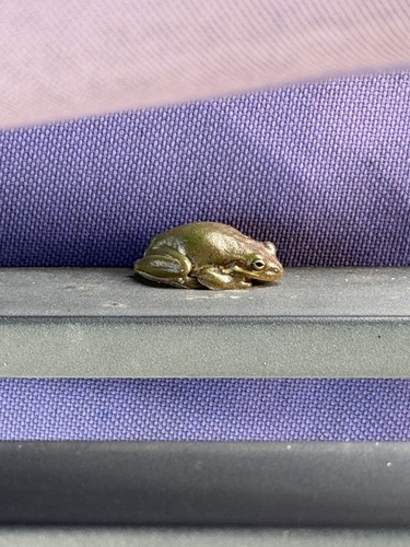 Squirrel Tree Frog