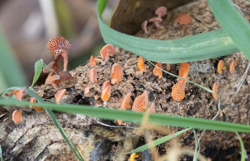 Calocera, 2026-09-30
