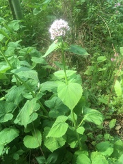 Valeriana pyrenaica