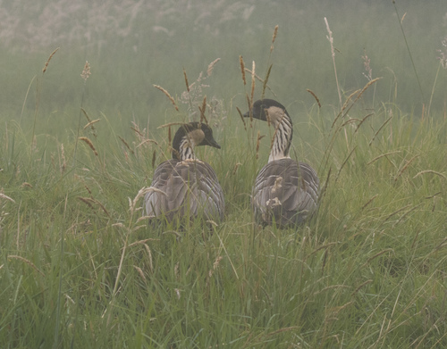 Branta sandvicensis observed 2026-09-30