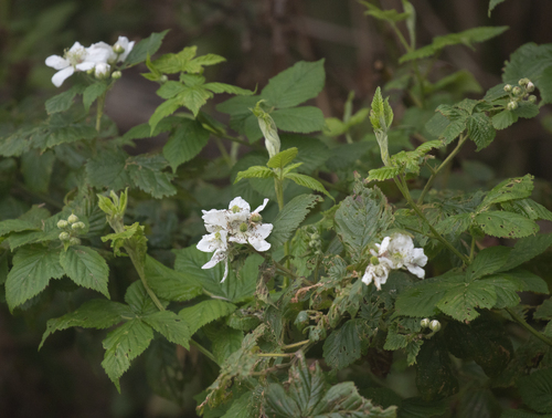 Rubus argutus observed 2026-09-30