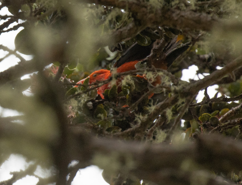 Vestiaria coccinea observed 2026-09-30